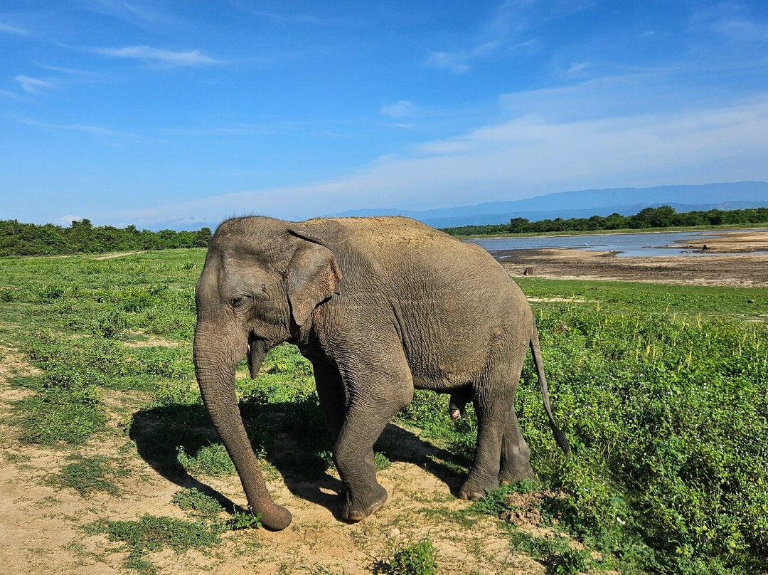Walawe Natural Vibe Safari Service-乌达瓦拉瓦必去景点