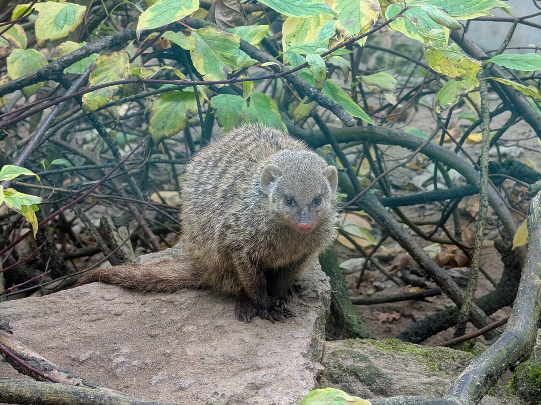 Tiergarten Eisenberg-Eisenberg必去景点