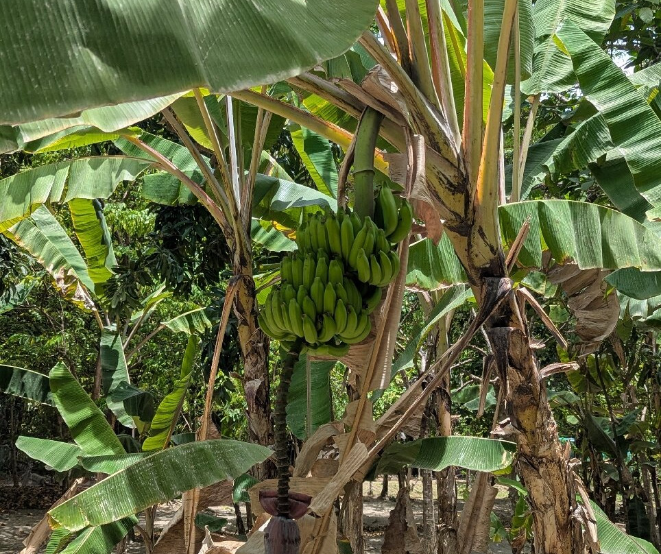 Fond Ferdinand-马埃大安塞区必去景点