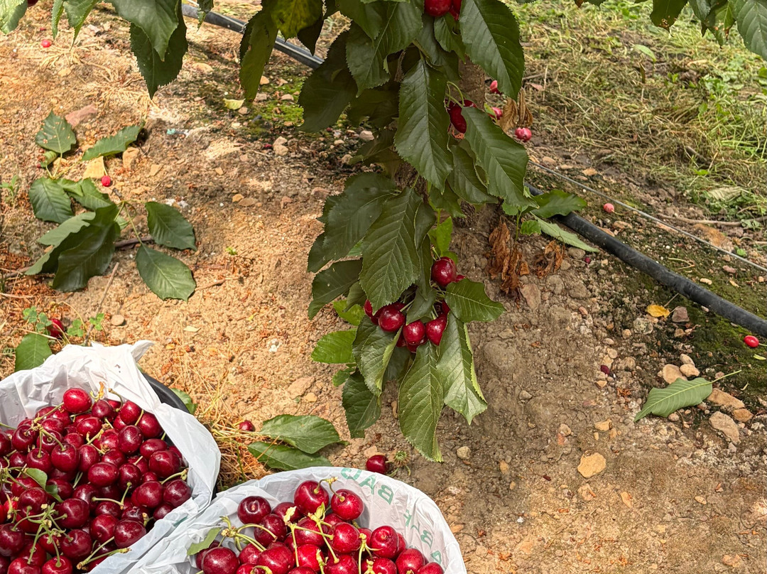 TNT Produce-Bilpin必去景点