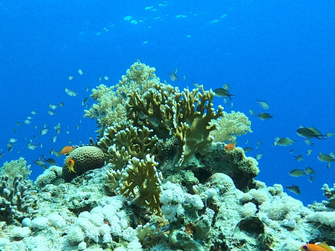 Blue Planet Diving Center-沙姆沙伊赫必去景点