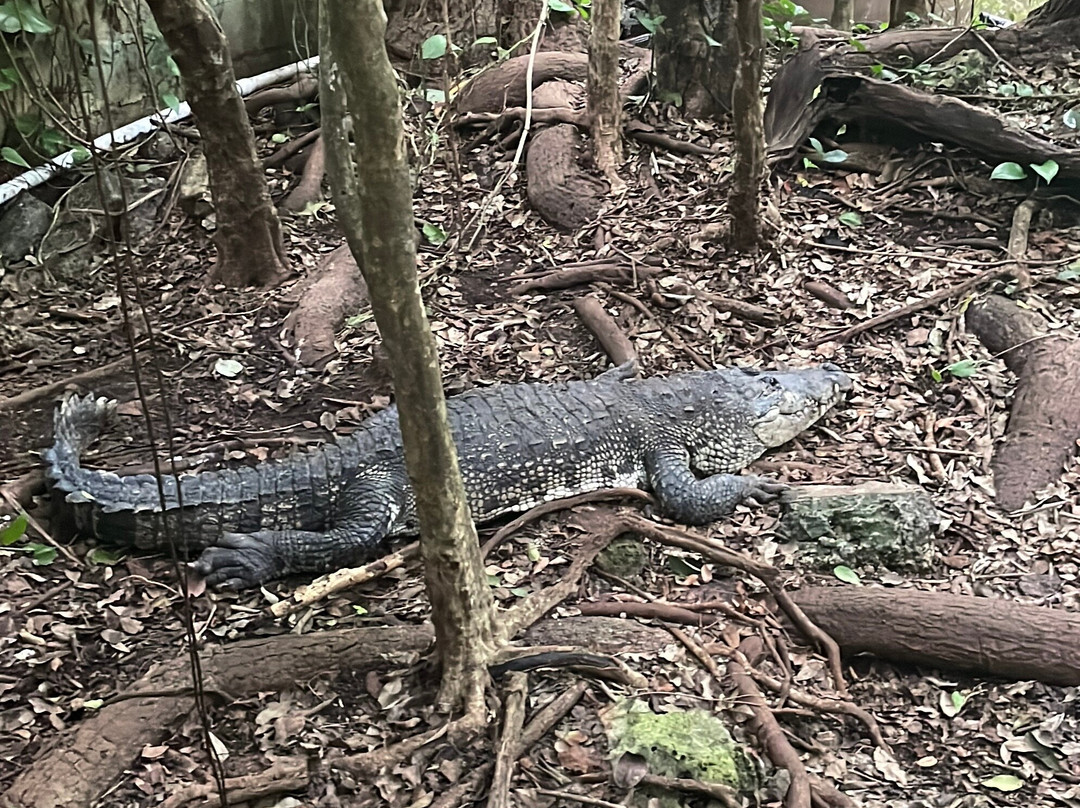 Croco Cun Zoo-从莫雷洛斯港必去景点