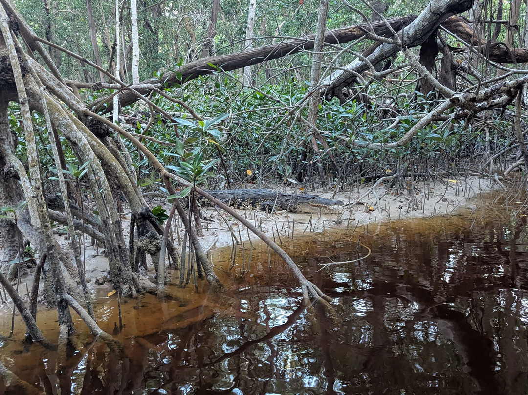 Guardianes De Los Manglares De Dzinintún-塞莱斯顿必去景点