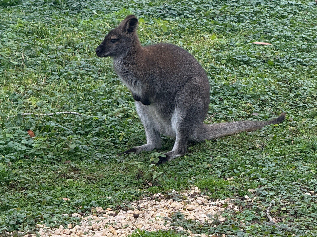 Marwell Zoo-温彻斯特必去景点