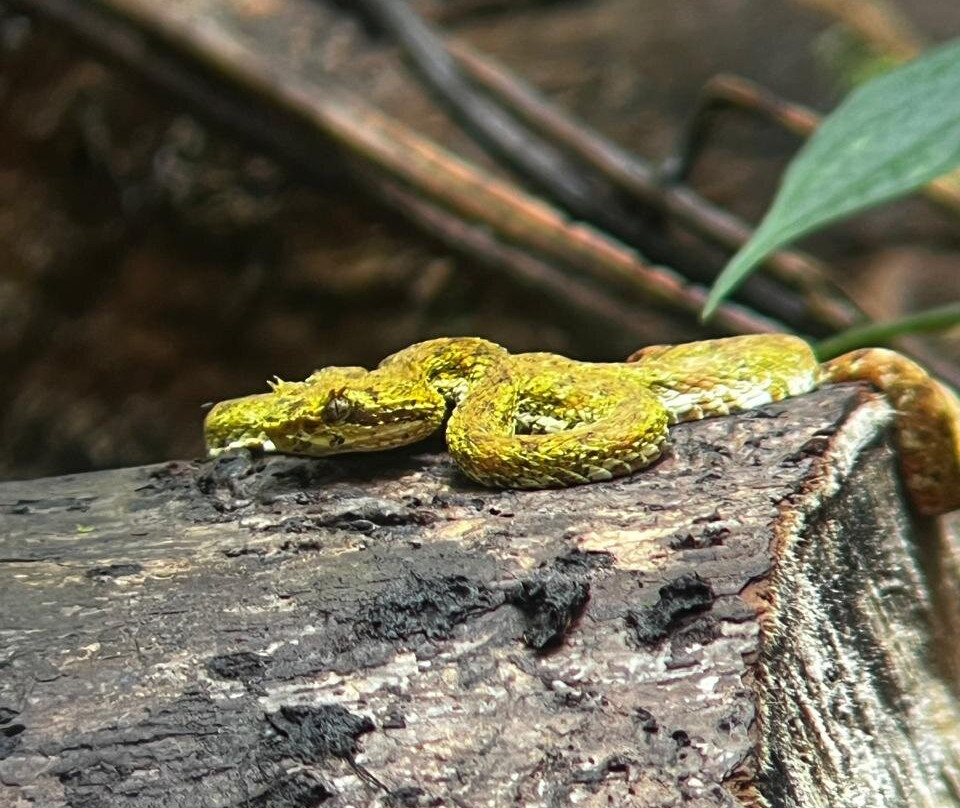 Arenal Nature Tours-Muelle必去景点