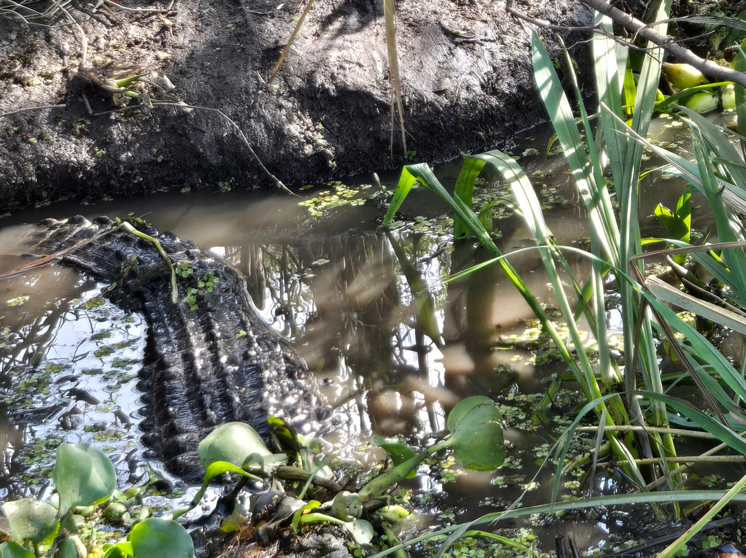 Ragin Cajun Airboat Tours-新奥尔良必去景点