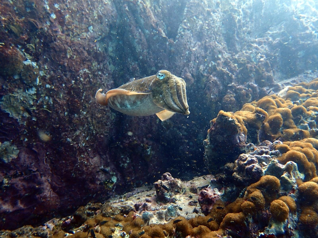 The Smiling Seahorse-拉廊必去景点