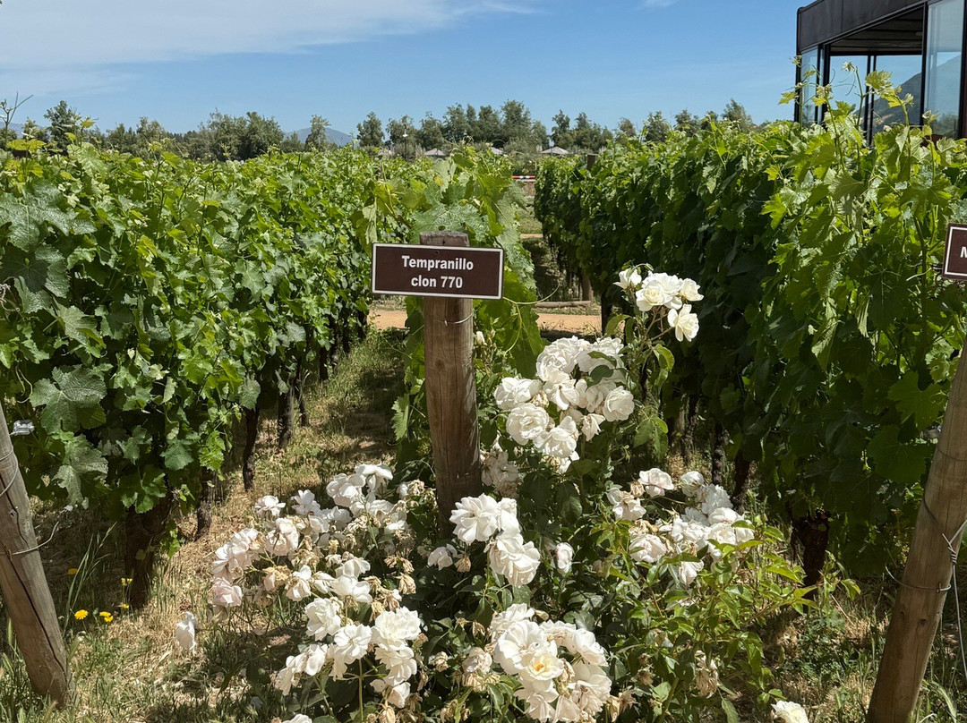 Colchagua Wine Tours-圣克鲁斯必去景点