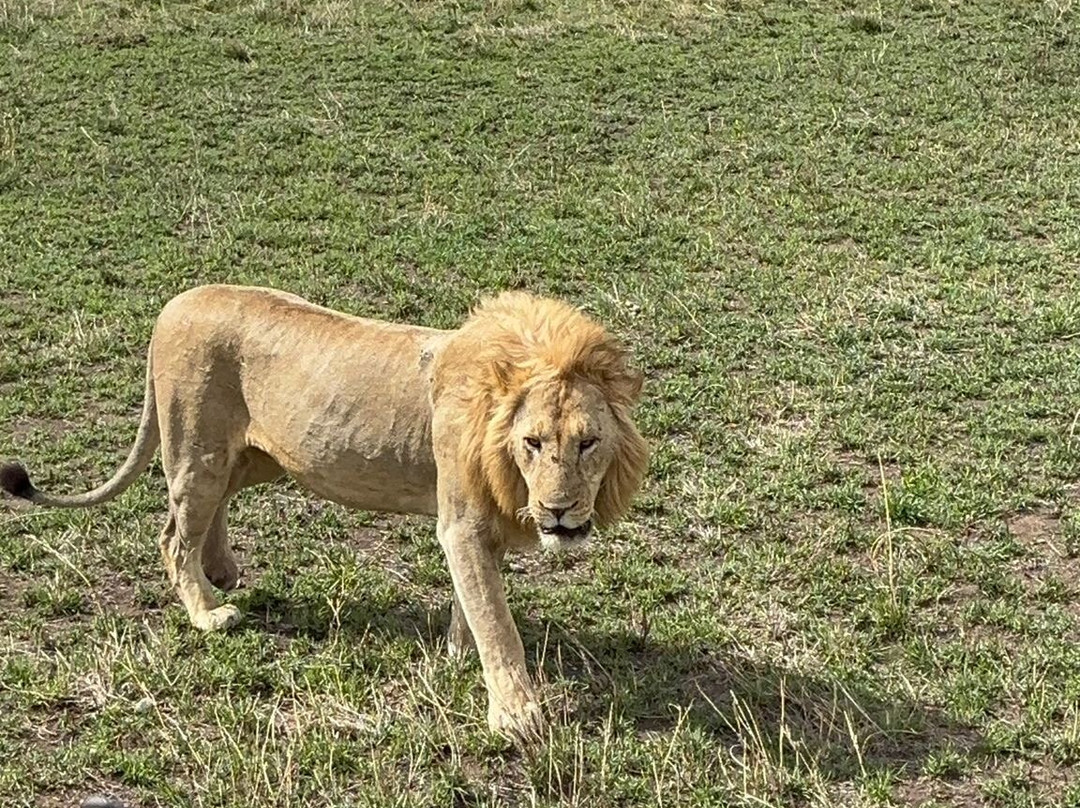 Termite Tour Travel-阿鲁沙必去景点