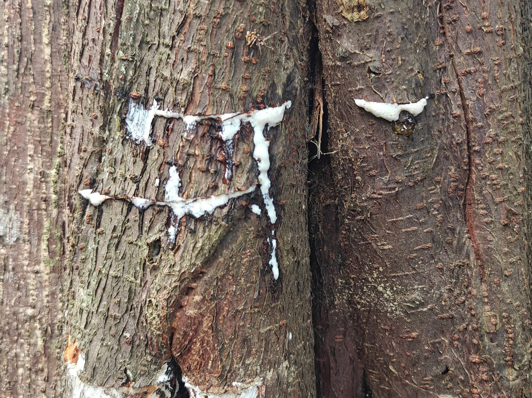 Limeland Tours-特立尼达必去景点