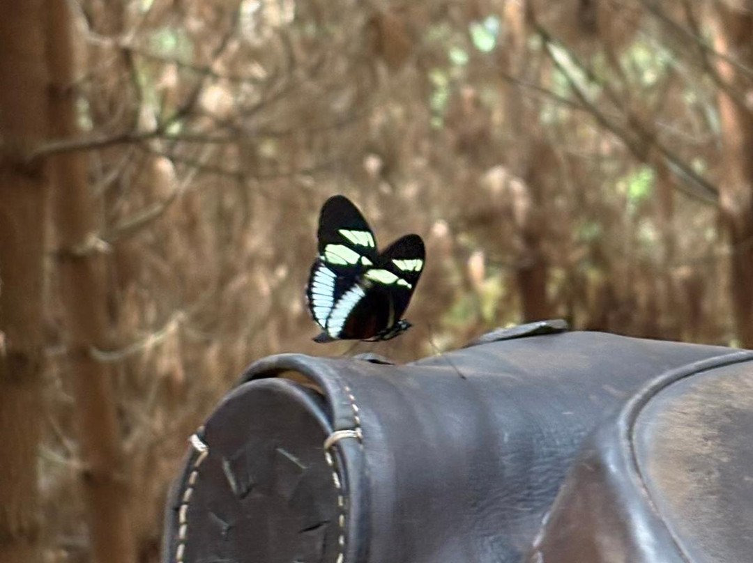 Rancho Saman-佩雷拉必去景点