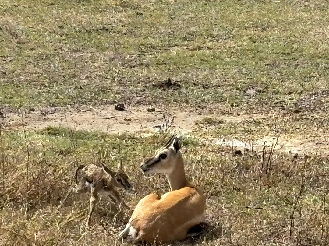 Exotic Wilderness-Seronera必去景点