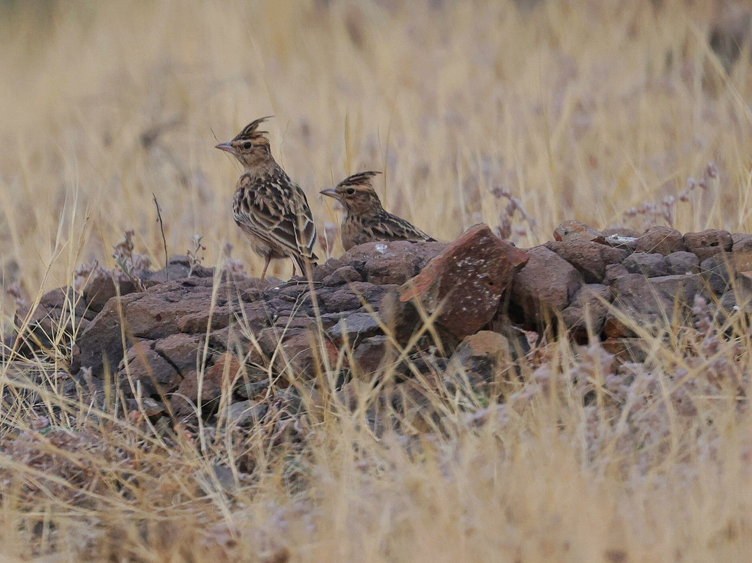 Grassland Safari Maharashtra - Kadbanwadi-Baramati必去景点