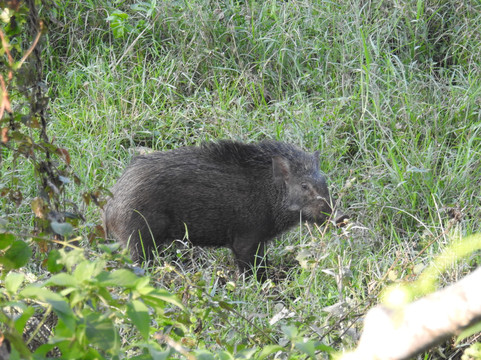 Silent Adventure Chitwan-苏拉哈必去景点