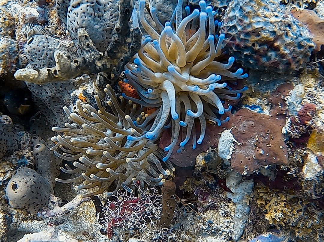 Nautica Plongee Caraibes-Pointe-Noire必去景点