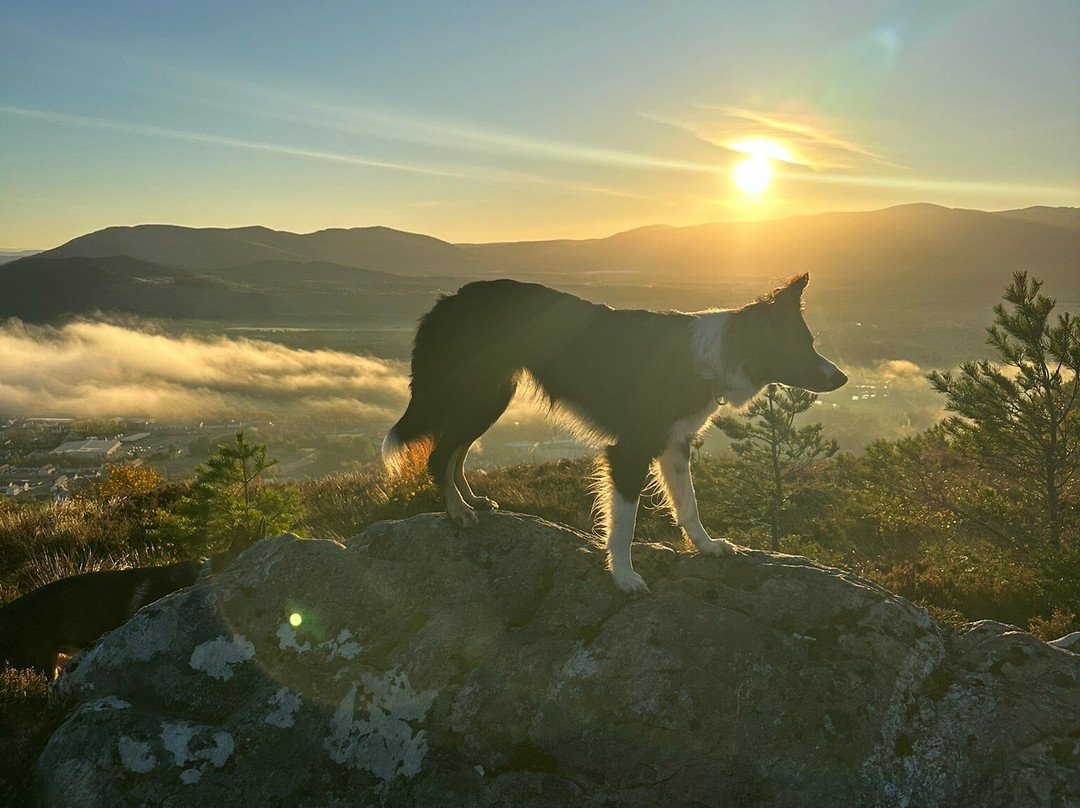 Craigellachie National Nature Reserve-阿维莫尔必去景点