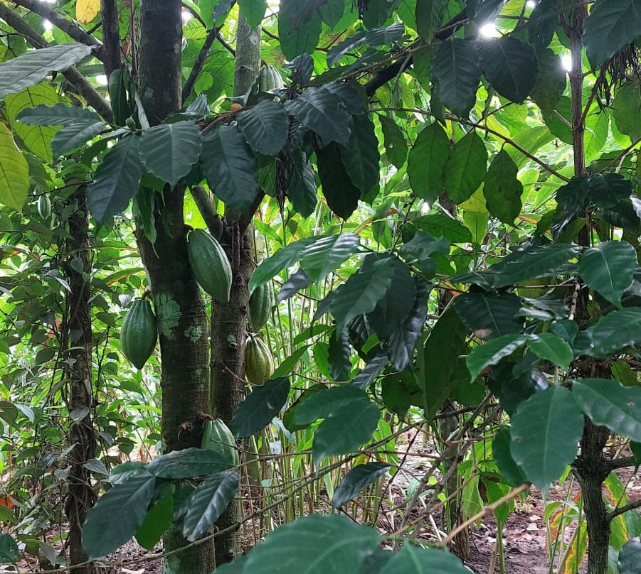 Periyar Cabs-Kumily必去景点