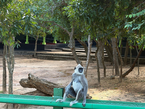 Dilhans Awesome Adventures-科伦坡必去景点