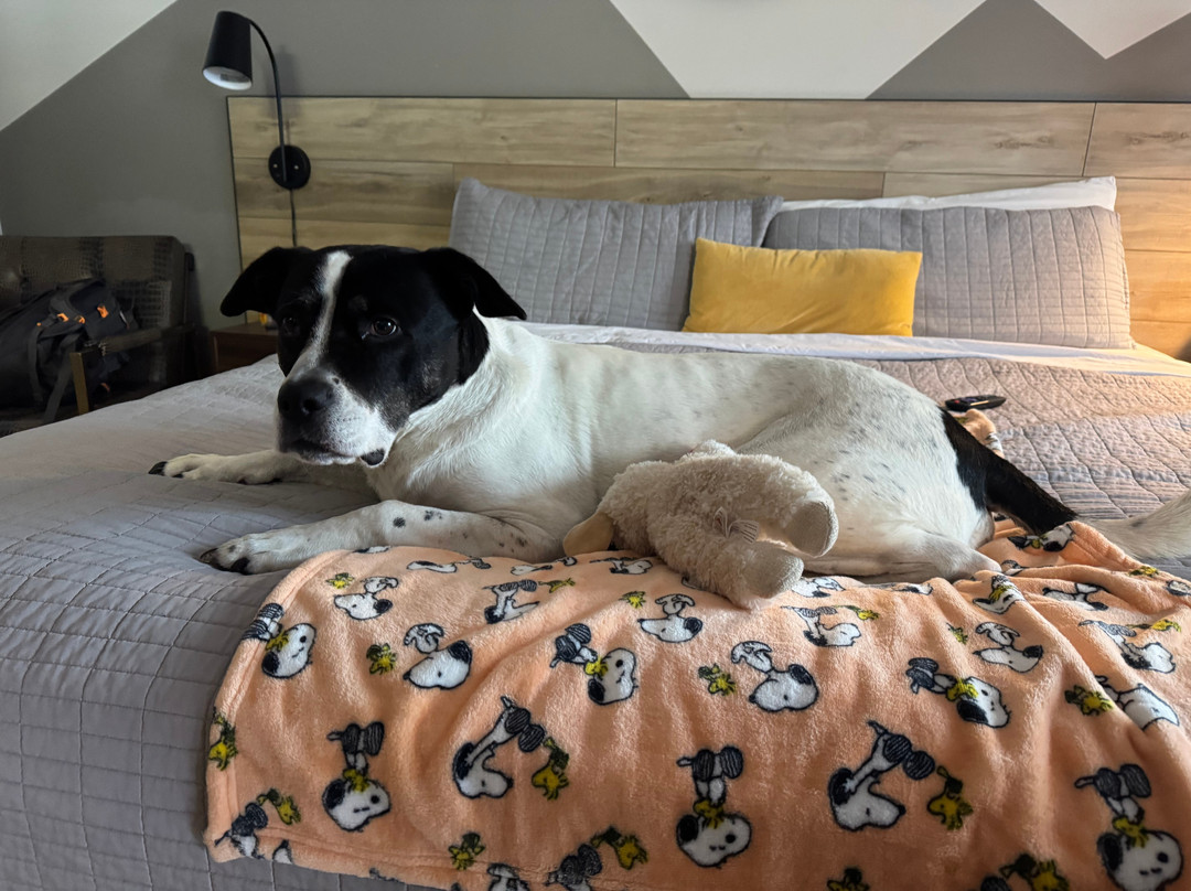 4411 Inn & Suites主图