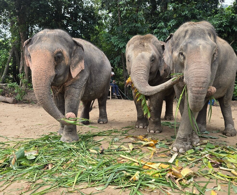 Elephant Jungle Sanctuary Samui-波普特必去景点
