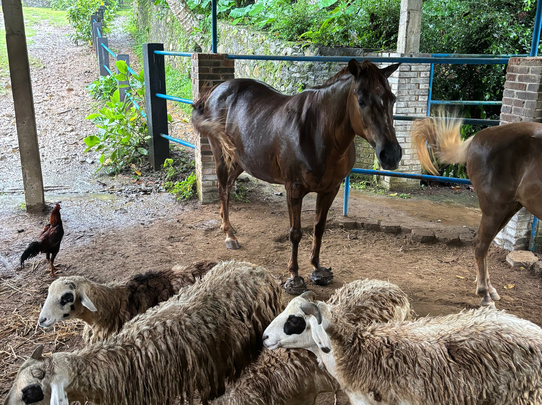 Havana Horses-沙拉迪加必去景点
