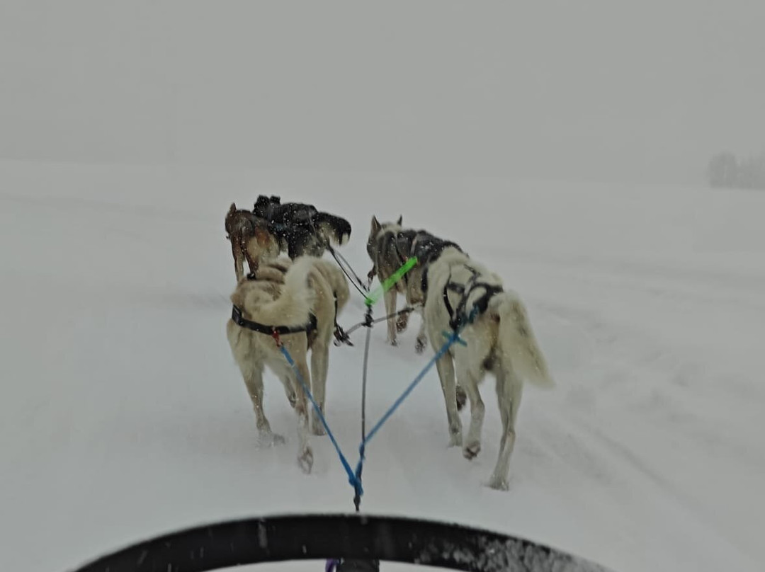 哈士奇雪橇之旅-罗瓦涅米必去景点