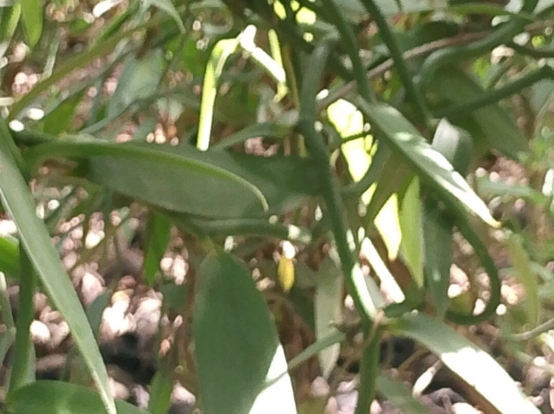 Tangawizi Spice Farm-石头城必去景点