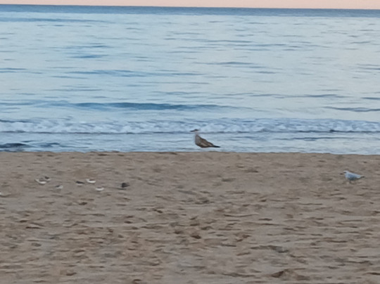 Hotel Guardamar主图