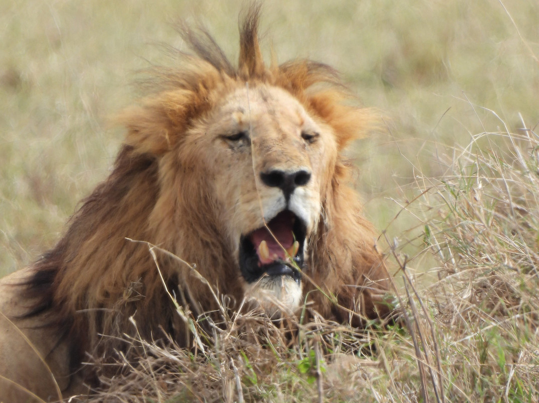 Keei Gee Mountain Expeditions-Naro Moru必去景点