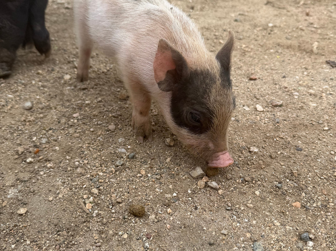 Philip's Animal Garden-Noord必去景点