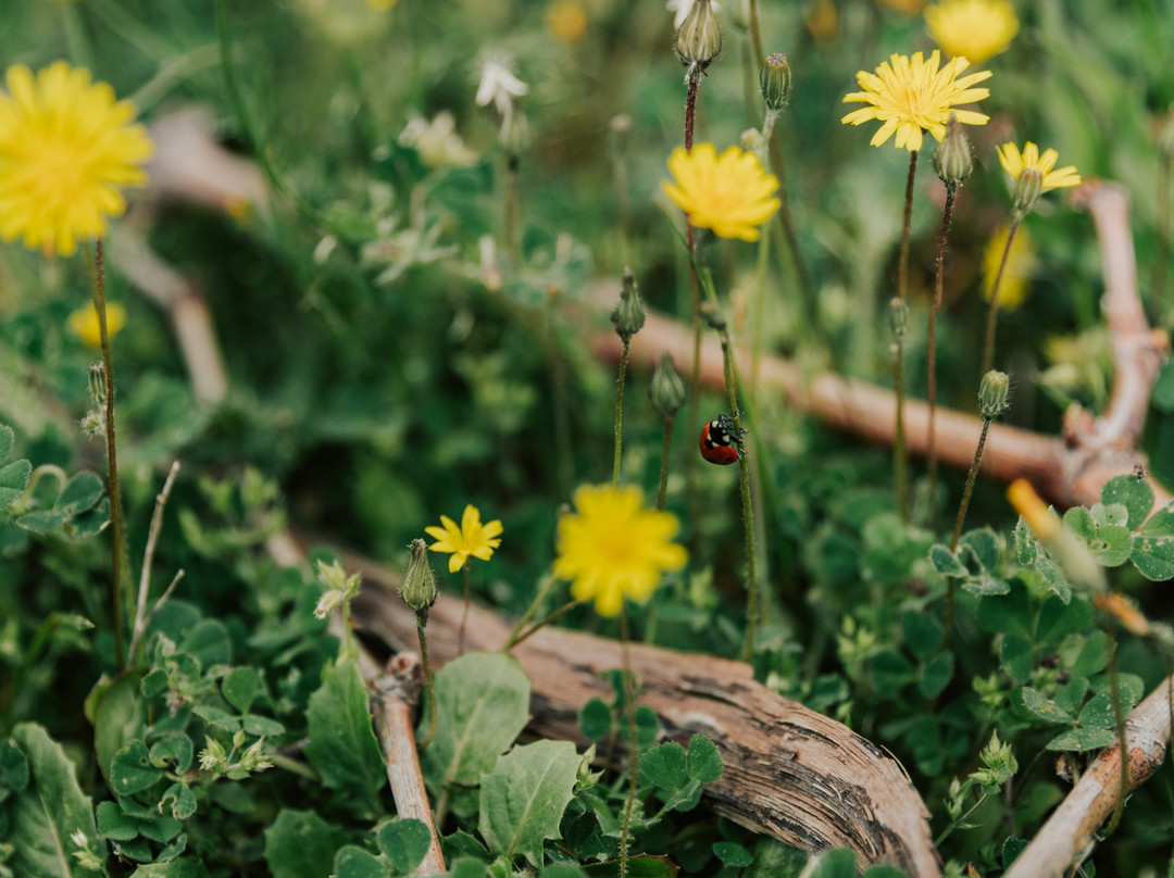 La Grande Sieste-Aniane必去景点