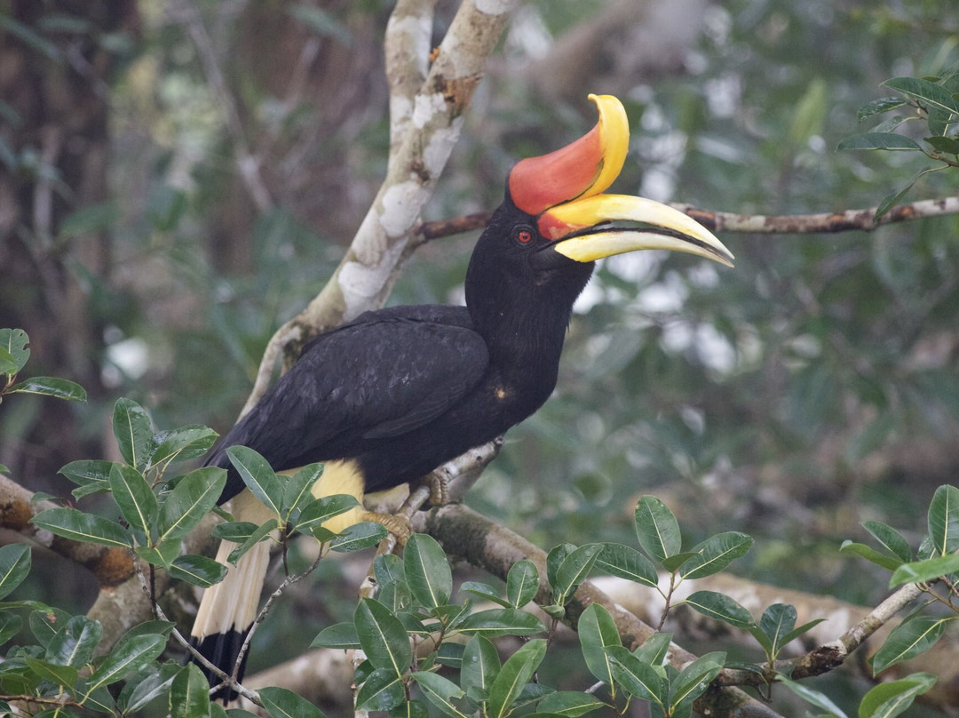 Ujung Kulon Ecotourism-Ujungjaya必去景点