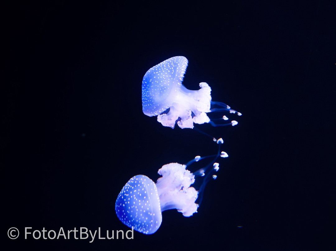 Poema Del Mar-大加那利岛拉斯帕尔马斯必去景点