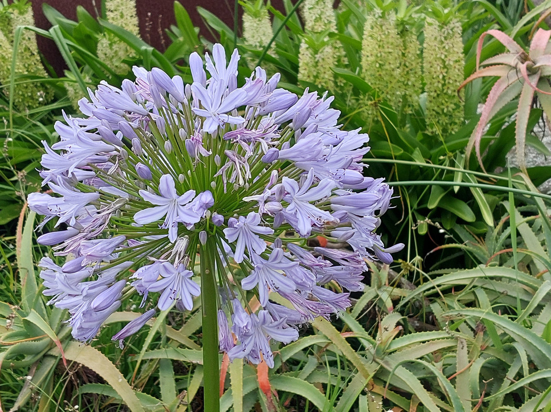 Durban Botanic Gardens-德班必去景点