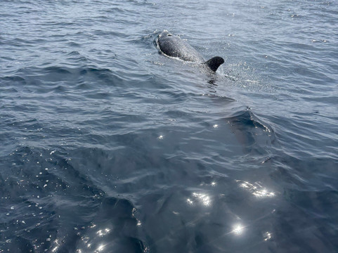 Kumara and Whales-美蕊沙必去景点