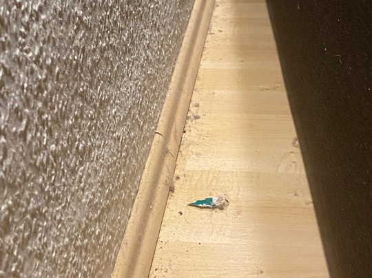 Brockenblick Ferienpark主图