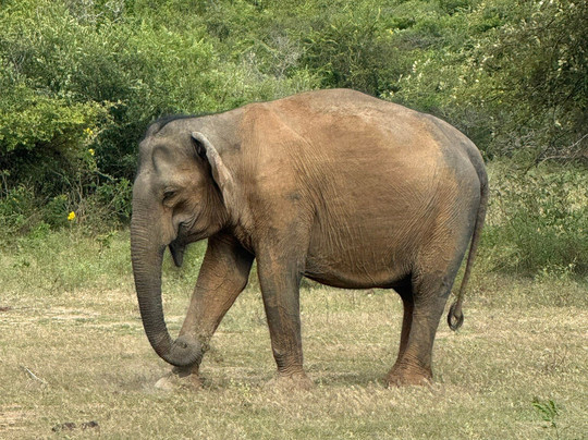 Just Travels Sri Lanka-科伦坡必去景点