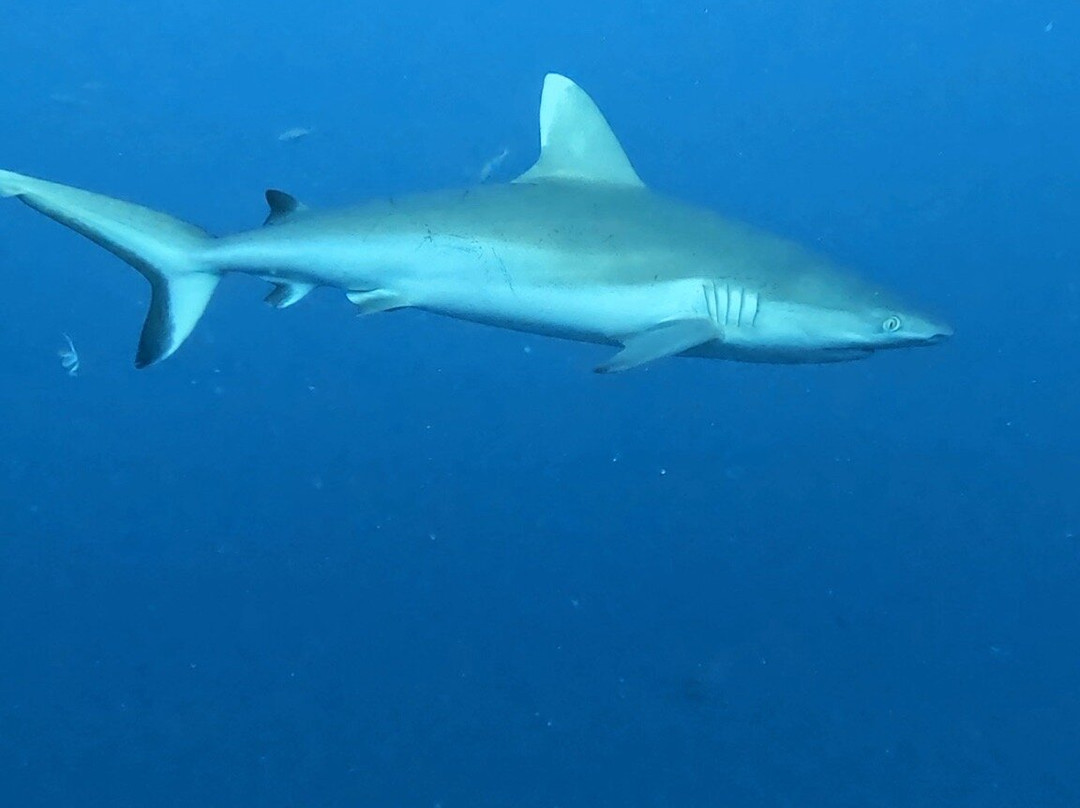 Euro-Divers Dhigali-Meedhoo必去景点