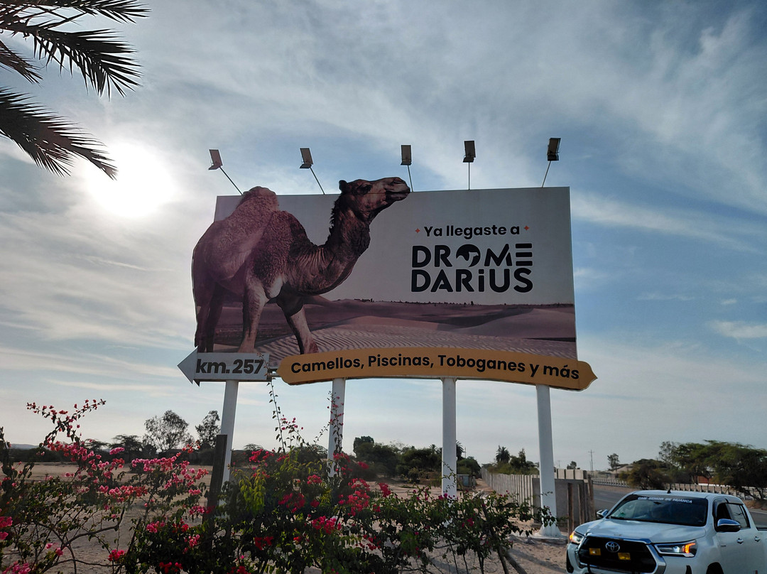 Dromedarius-伊卡必去景点