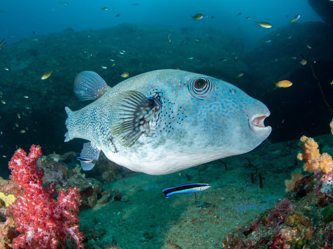 A-one Diving-拉廊必去景点