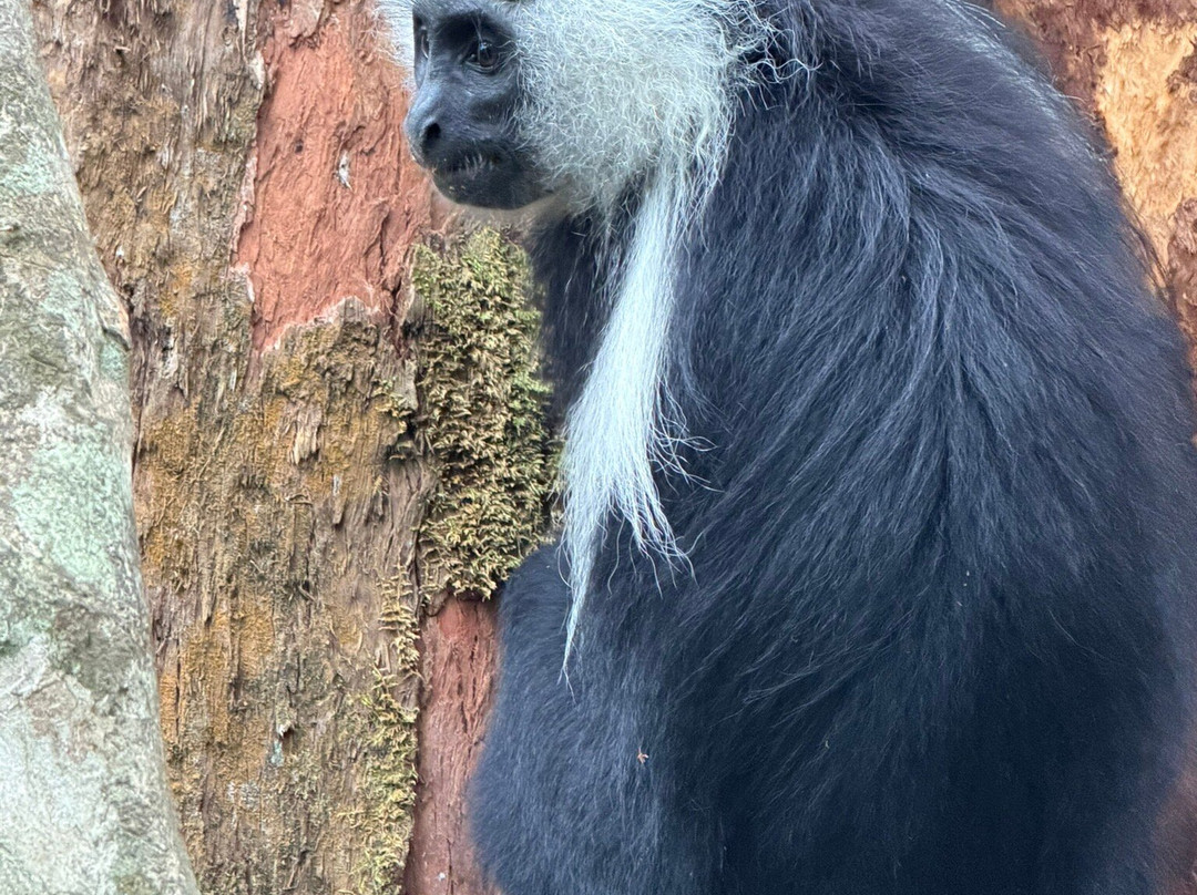 Rwanda Gorilla Trek - Day Tours-Huye必去景点