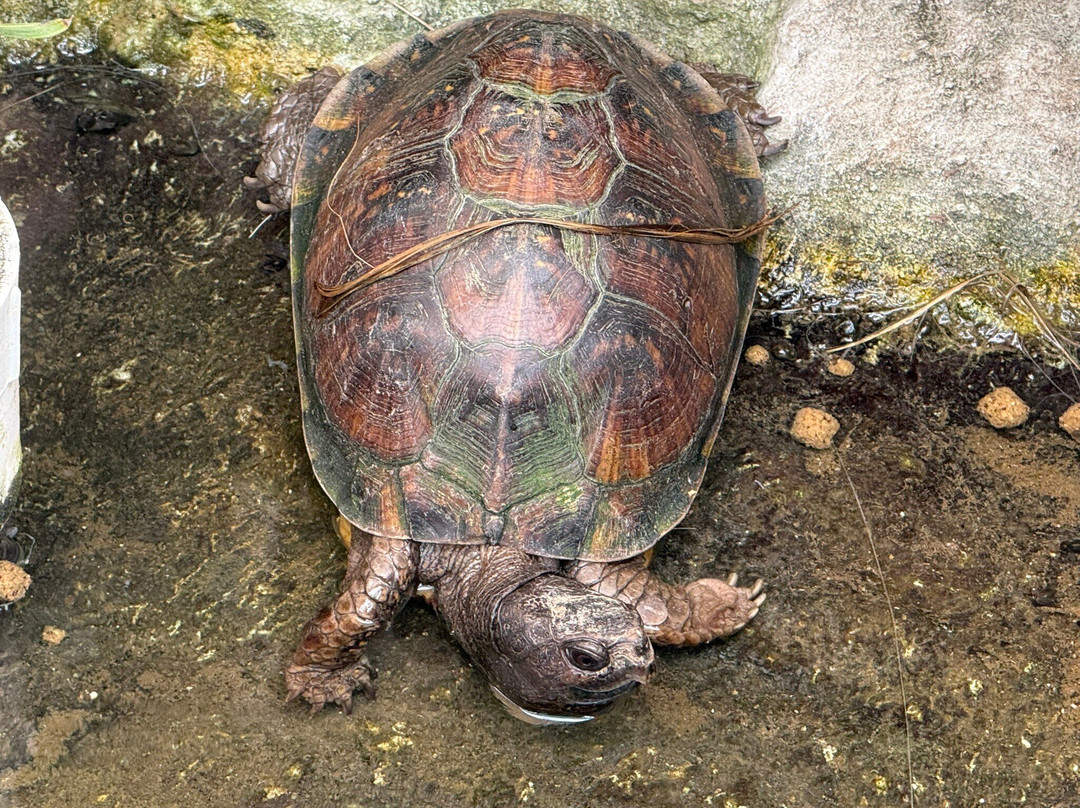 Iguanaland-蓬塔戈尔达必去景点