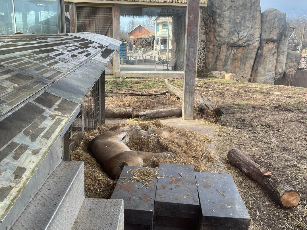 哥伦布动物园-Powell必去景点