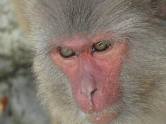 Sundarban Beckons-Gosaba必去景点