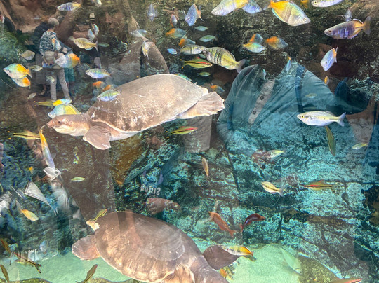 Poema Del Mar-大加那利岛拉斯帕尔马斯必去景点