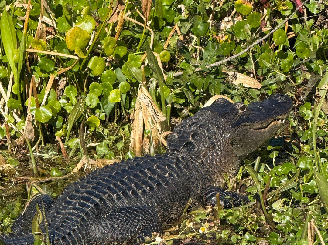Tom and Jerry's Airboat Tours-Lake Panasoffkee必去景点
