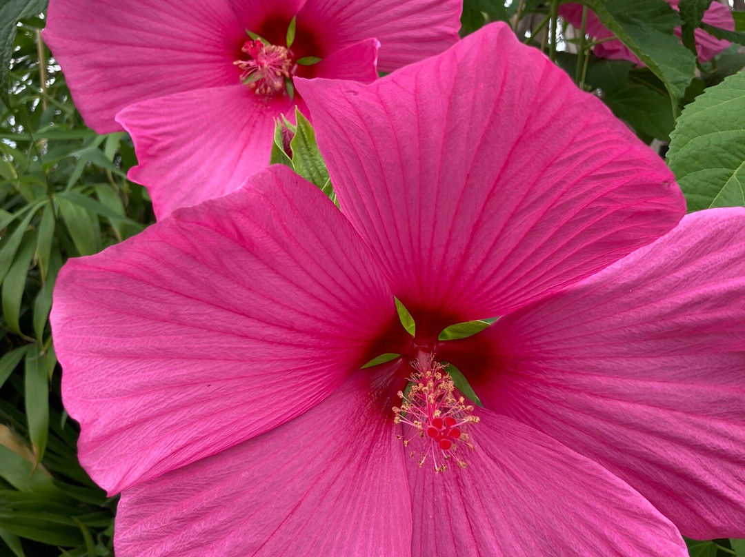 昂热植物园-昂热必去景点