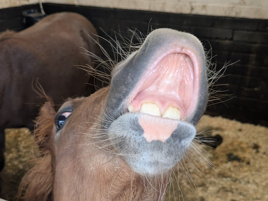 HAPPA - Shores Hey Farm-伯恩利必去景点