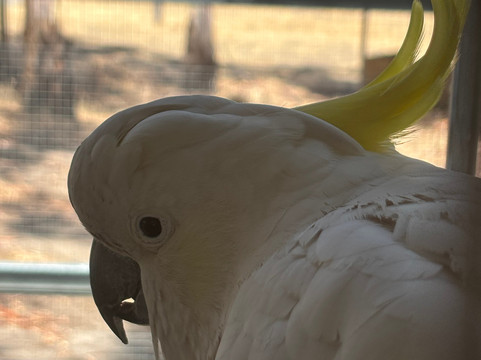 Softfoot Farm & Wildlife Park-Hindmarsh Valley必去景点