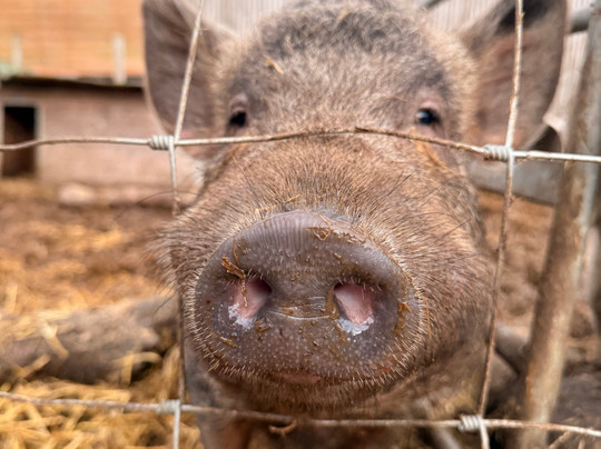 Woodlands Alpaca Farm-沃灵顿必去景点